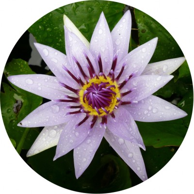 Art. 895t - Quadro in plexiglass stampa brillante