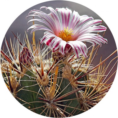 Art. 916t - Quadro in plexiglass stampa brillante "Fiore di pianta grassa"