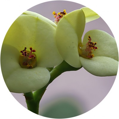 Art. 919t - Quadro in plexiglass stampa brillante "Fiore di pianta grassa"