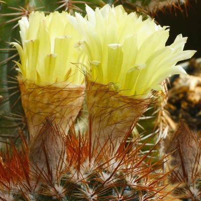 Art. 920q - Quadro in plexiglass stampa brillante "Fiore di pianta grassa"