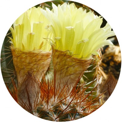 Art. 920t - Quadro in plexiglass stampa brillante "Fiore di pianta grassa"