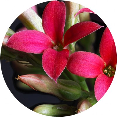 Art. 922t - Quadro in plexiglass stampa brillante "Fiore di pianta grassa"