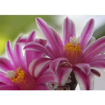 Art. 925 - Quadro in plexiglass stampa brillante "Fiore di pianta grassa"