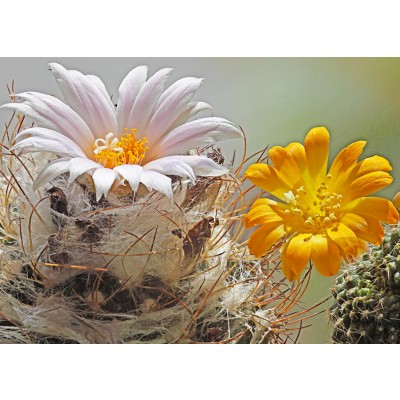 Art. 928 - Quadro in plexiglass stampa brillante "Fiore di pianta grassa"