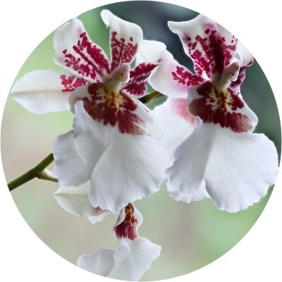 Art. 940t - Quadro in plexiglass stampa brillante "Orchidea"