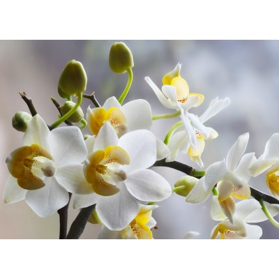 Art. 941 - Quadro in plexiglass stampa brillante "Orchidea"