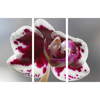 Art. 1942s - 3p Quadro su tela canvas lucida "Orchidea"