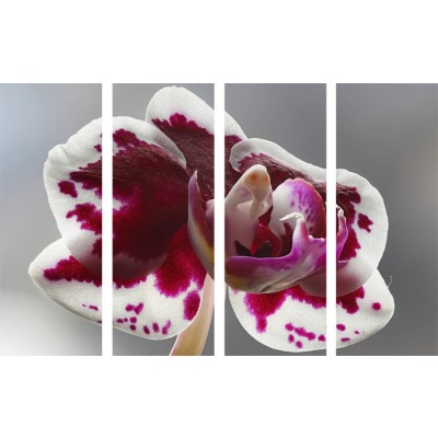 Art. 1942s - 4p Quadro su tela canvas lucida "Orchidea"
