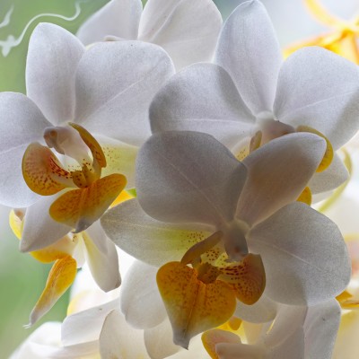 Art. 1943q - Quadro su tela canvas lucida "Orchidea"