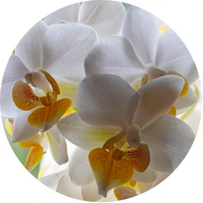 Art. 943t - Quadro in plexiglass stampa brillante "Orchidea"