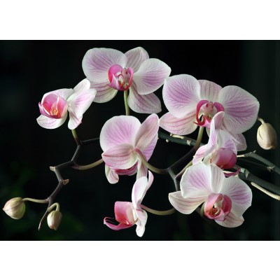 Art. 1944 - Quadro su tela canvas lucida "Orchidea"