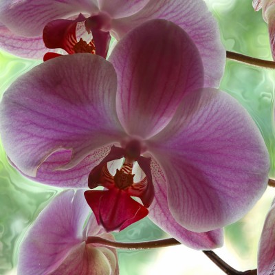 Art. 1945q - Quadro su tela canvas lucida "Orchidea"
