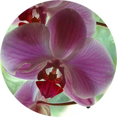 Art. 945t - Quadro in plexiglass stampa brillante "Orchidea"