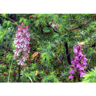 Art. 946 - Quadro in plexiglass stampa brillante "Orchidee selvatiche"