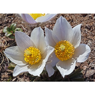 Art. 1949 - Quadro su tela canvas lucida "Pulsatilla alpina"