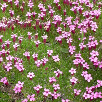 Art. 1950q - Quadro su tela canvas lucida "Silene acaulis"