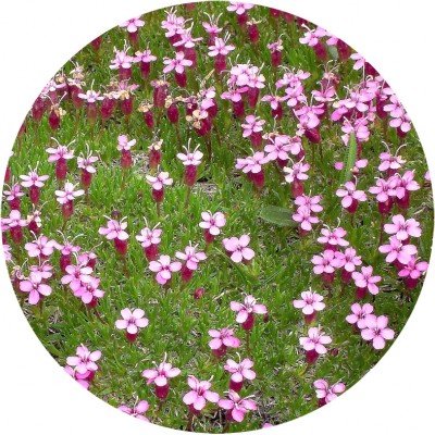 Art. 950t - Quadro in plexiglass stampa brillante "Silene acaulis"