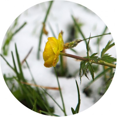 Art. 951t - Quadro in plexiglass stampa brillante "Trollius"